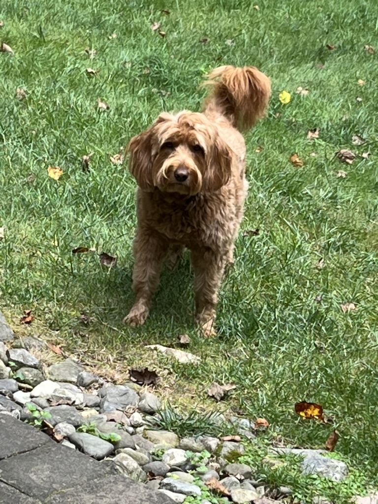 Amber standing in the grass