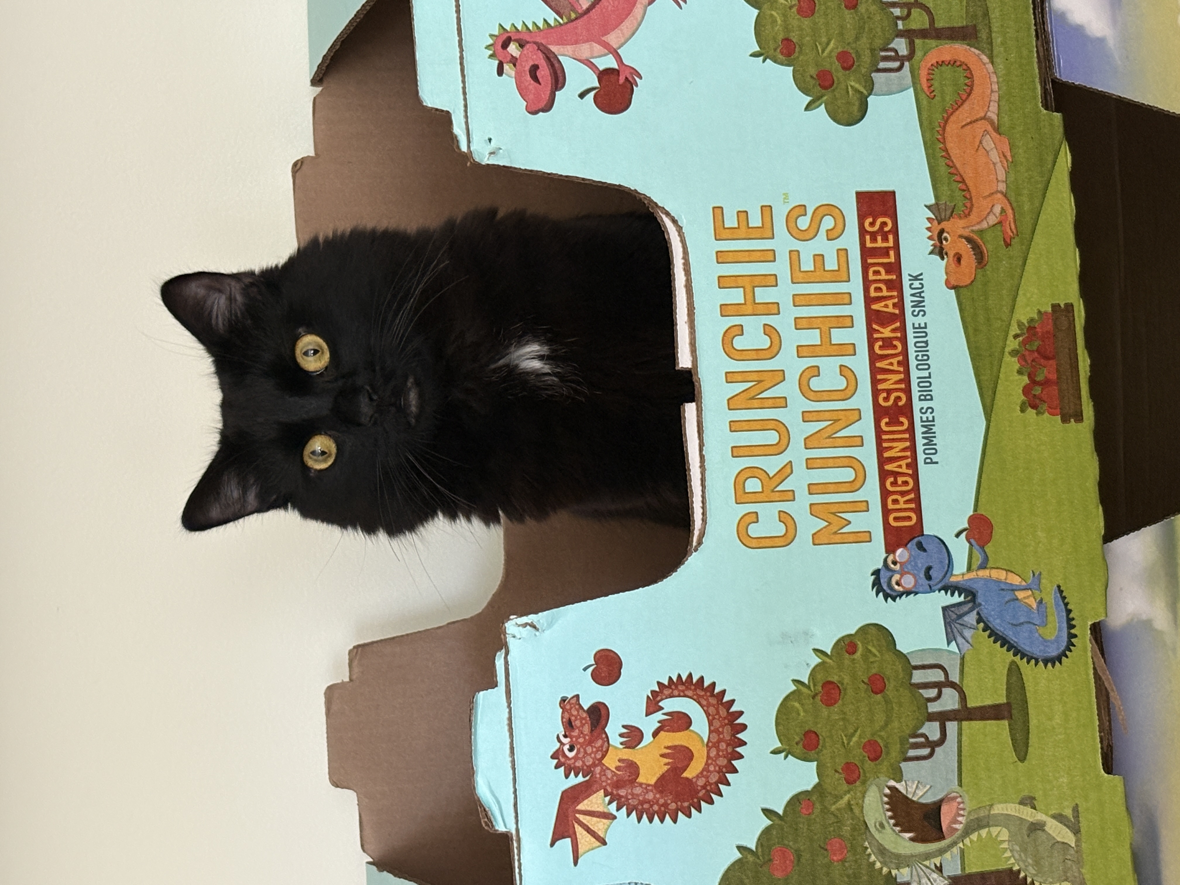 Batman sitting in a snack box